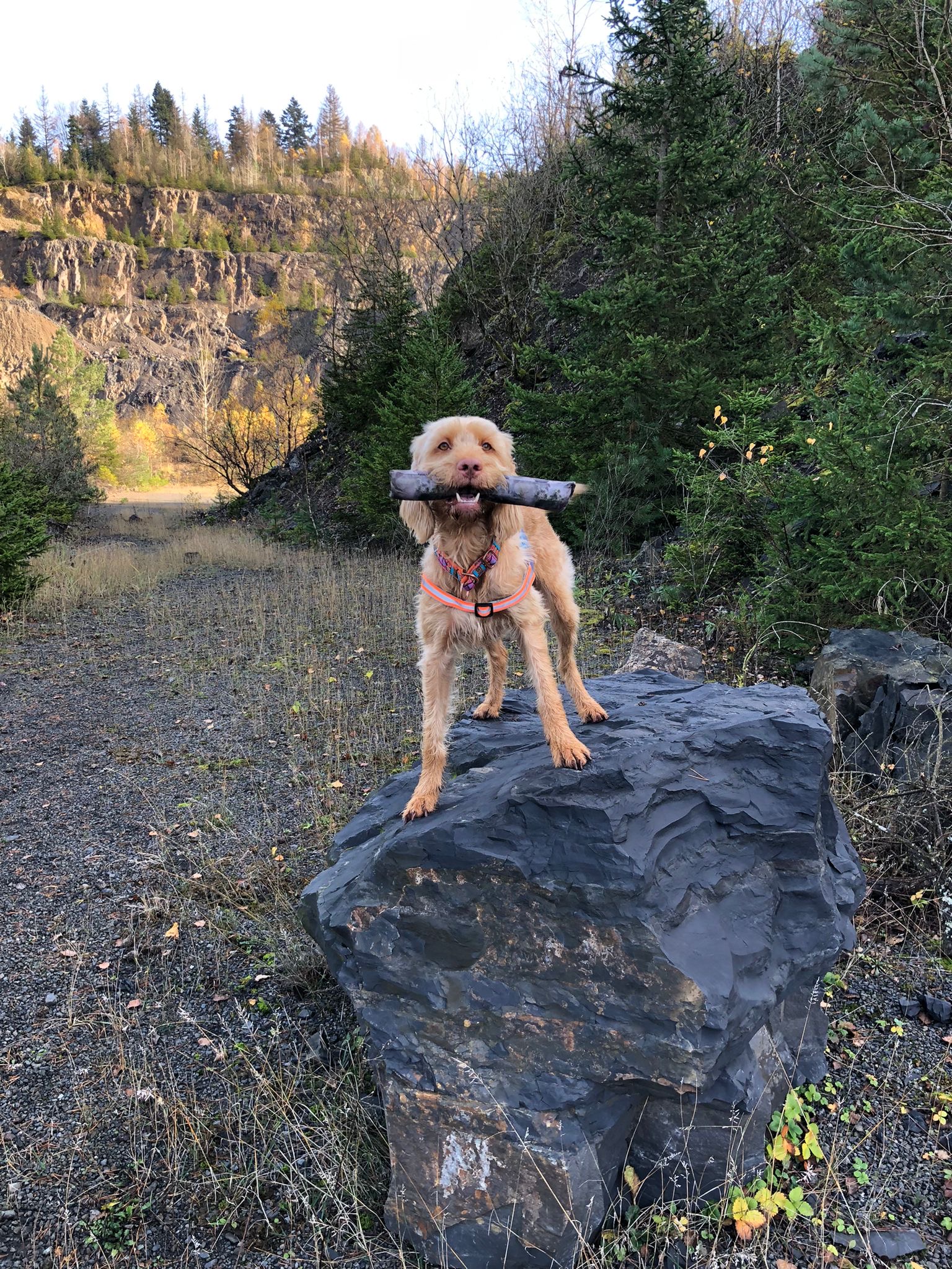 Herzerkrankungen beim Hund - hör auf sein Herz