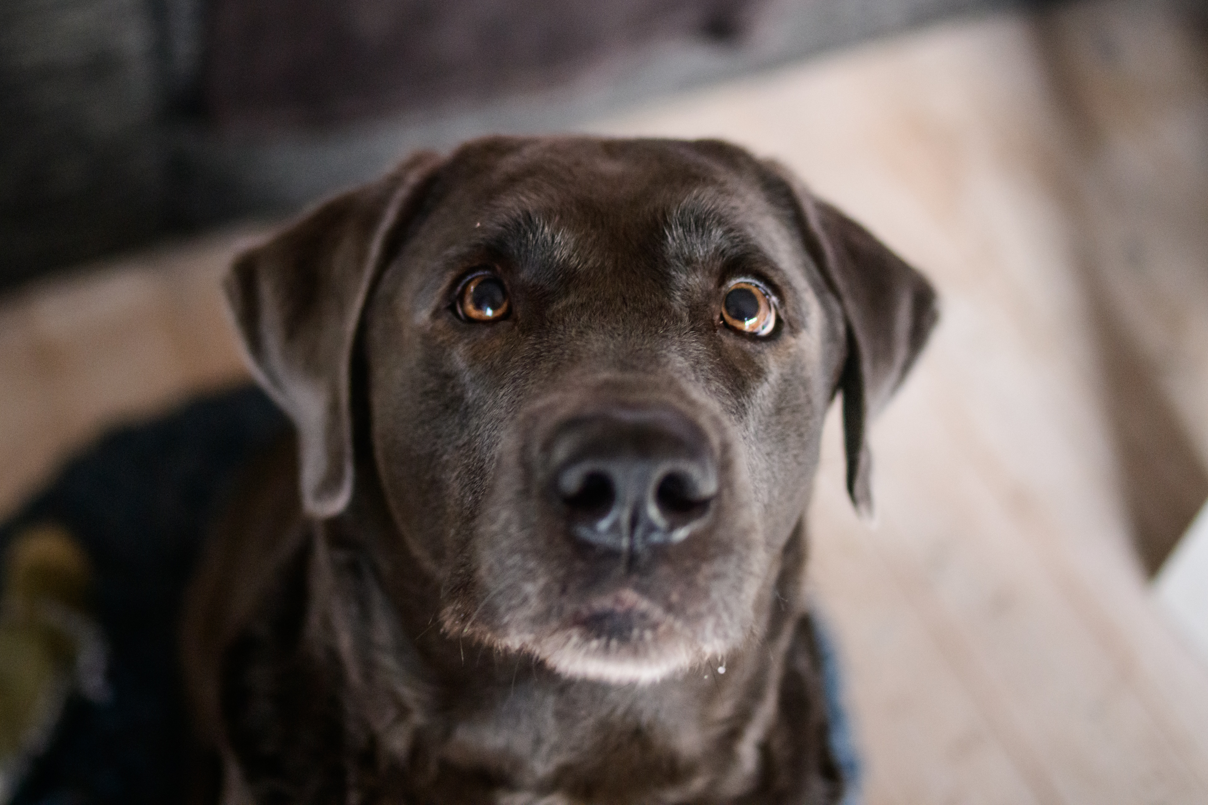 Alterserscheinungen beim Hund