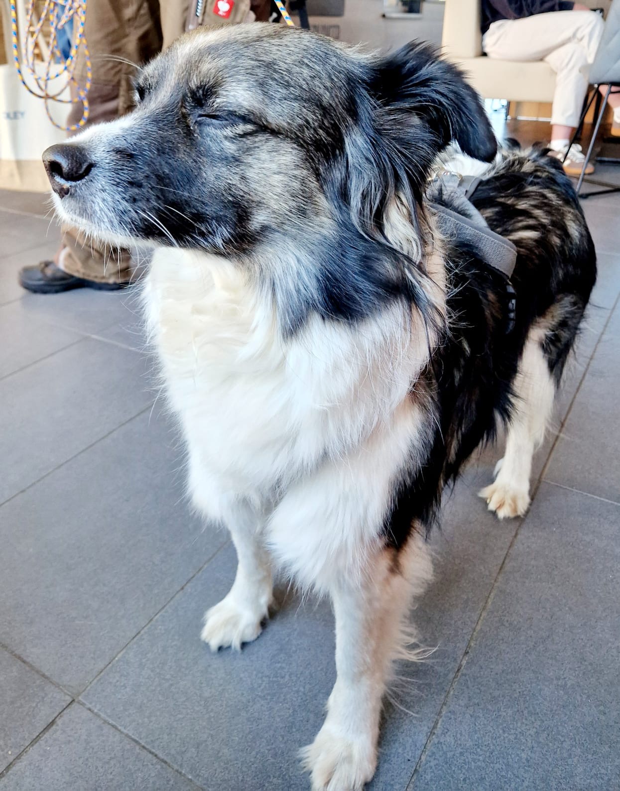 Mit dem Hund in den Urlaub