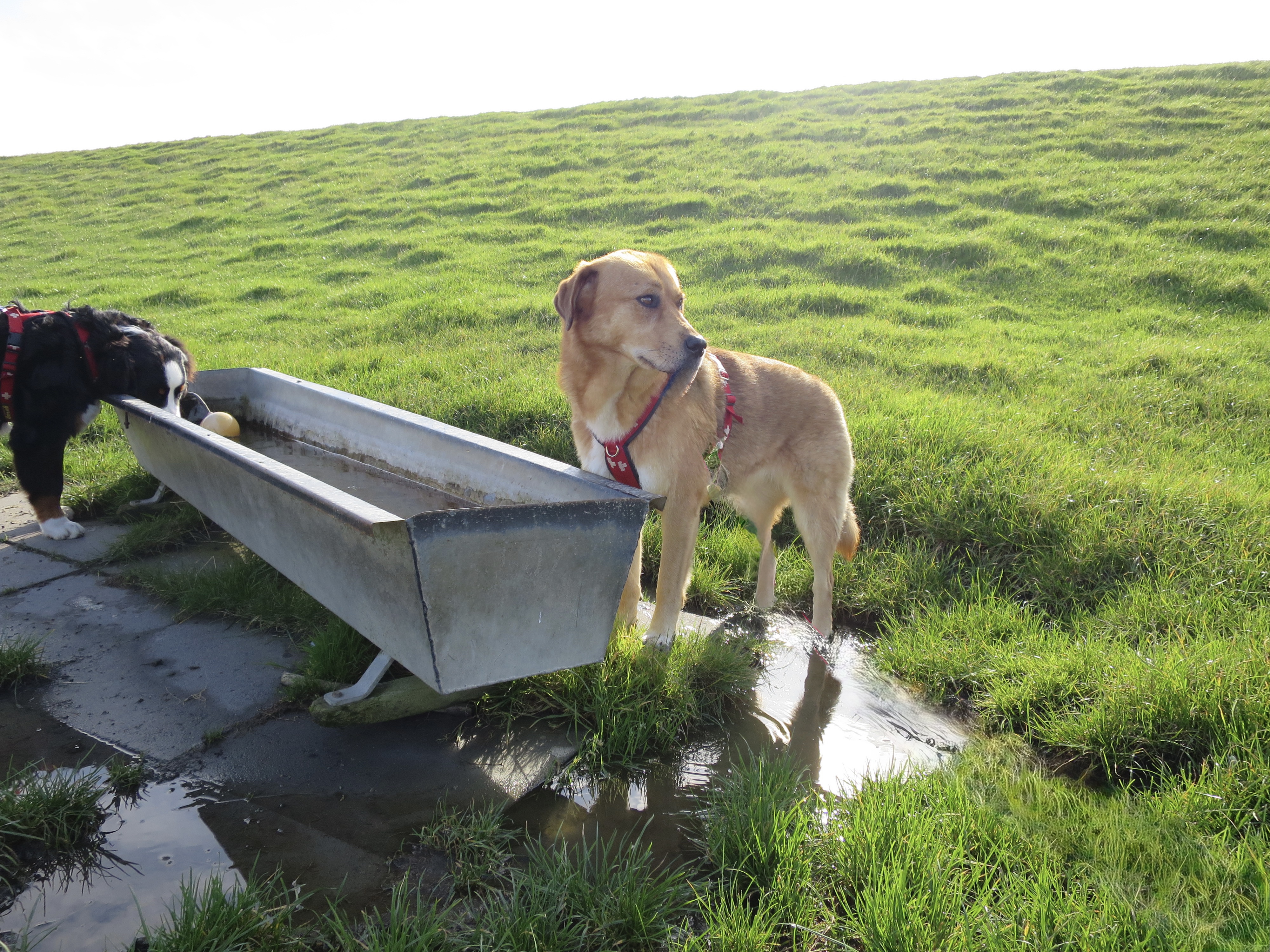 Leptospirose beim Hund