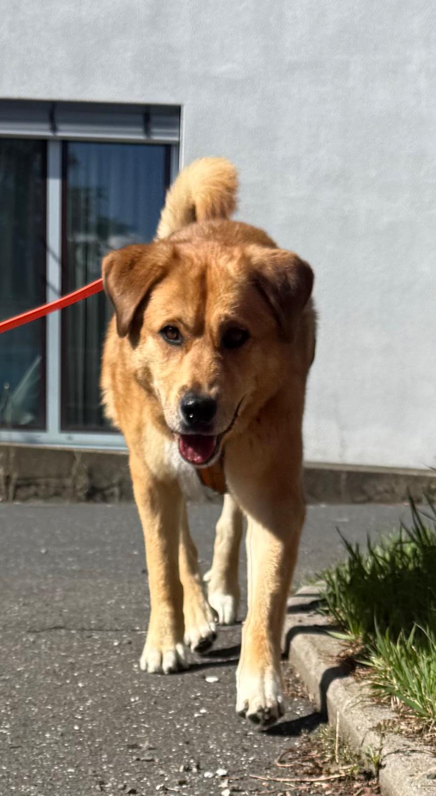 Wanderspaß mit Hund