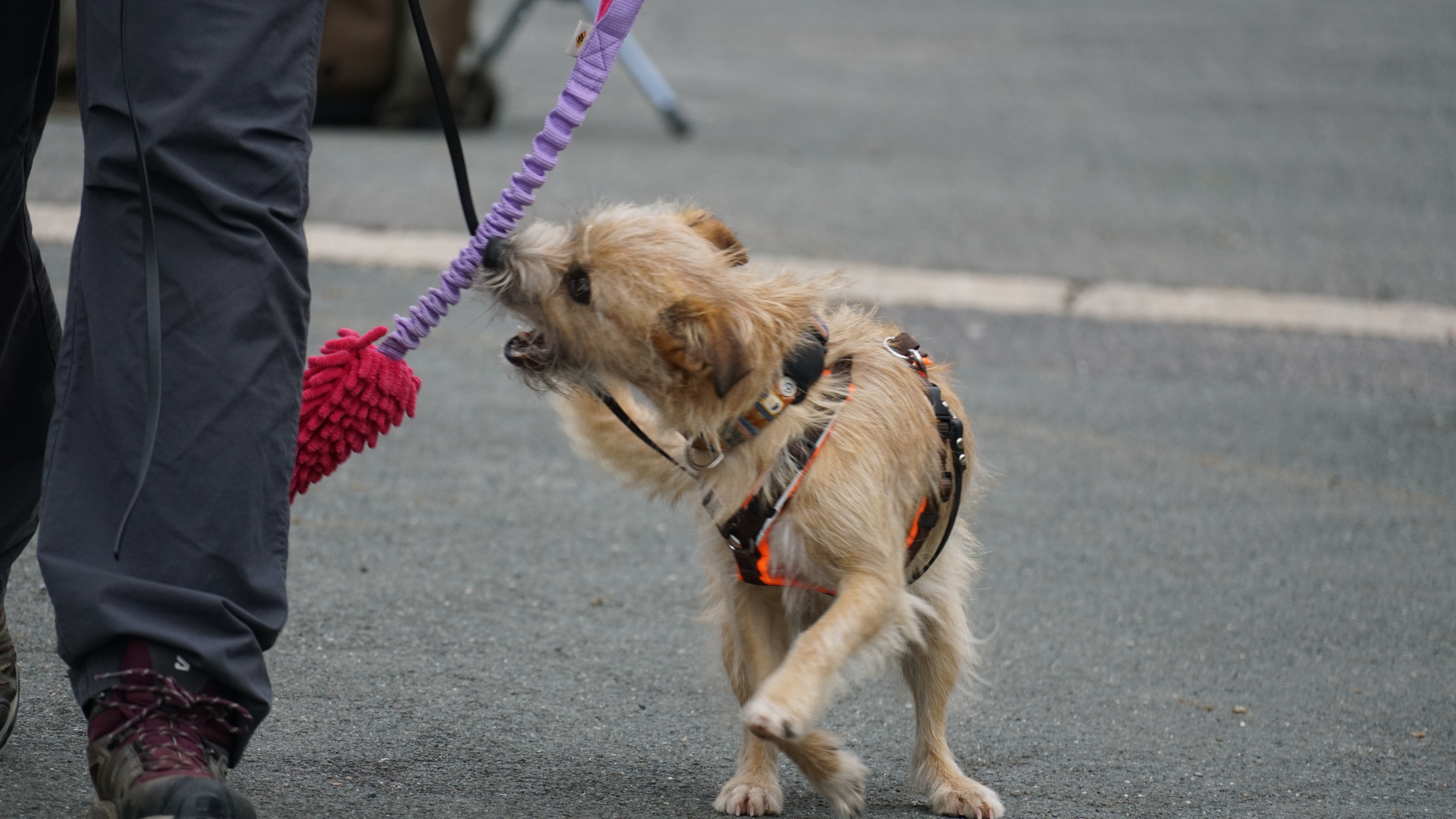 Zecken: Ganzjährig ein Thema!